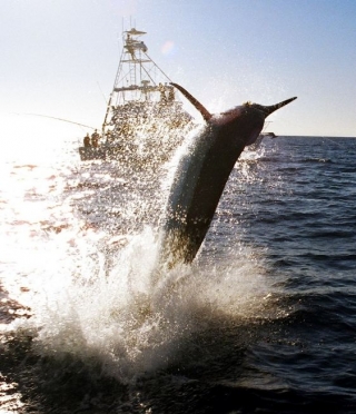 Pescando a lo grande